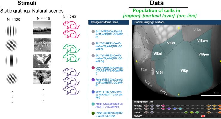 Cell type plan Allen